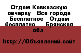 Отдам Кавказскую овчарку - Все города Бесплатное » Отдам бесплатно   . Брянская обл.